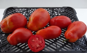 Семена томата сорта Giant Italian Paste (Гигант Итальянская паста) - Грушевидные