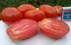 Семена сорта томата Gigondas belle du joncuas (Красавица Жигонда из винодельни Жонкуа) - Высокорослые сливовидно-овальные