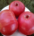 . Gogosha (Гогоша)