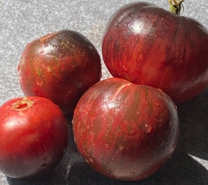 Семена сорта томата Gondwana Lightning (Гном Молния Гондвана) - Гномы