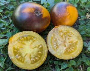 Семена сорта томата Gondwana Moon (Гном Луна Гондвана) - Гномы