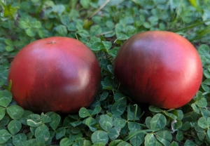 Семена сорта томата Gondwana Rose (Гном Роза Гондвана) - Гномы