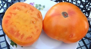 Семена томат сорта Grand Belgium (Большой Бельгийский, Великая Бельгия) - Гиганты оранжевые