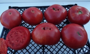 Семена томата сорта Grandfather Ashlock (Дед Эшлок) - Гиганты розовые