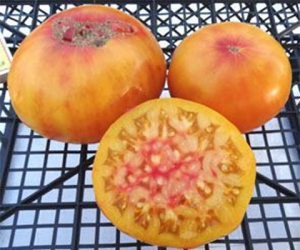 Семена сорта томата Grapefruit (US Version) (Грейпфрут (версия США)) - Гиганты двуцветные