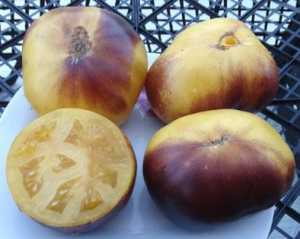 Семена томата сорта Great White + P-20 - Синие