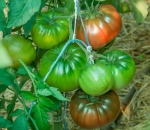 . Grosse Bordeau (Гросс Бордо, Большой бордовый)