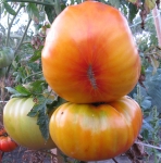 . Гавайский ананас (Hawaiian Pineapple)