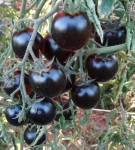 . Helsing Junction Blues