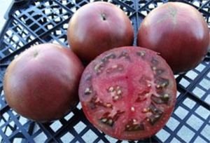 Семена томата сорта Indian Dark Violet Beefsteak (Темно-фиолетовый индейский бифштекс) - Шоколадные томаты