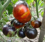 . Indigo Apple (Синее яблоко)