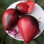 . KAS 21 (КАС 21)