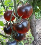 . Kaleidoscopic Jewel (Калейдоскопическое сокровище)