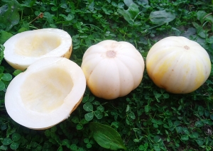 Семена дыни сорта Kiku Chrysanthemum (Дыня Кику Хризантема)