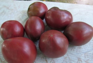 Семена томата сорта King Crimson (Кинг Кримсон) - Гномы