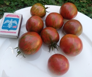 Семена сорта томата Kozula 130 (Fiolet Zebra Ciemna) - Полосатые