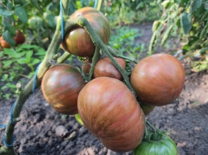 Семена томата сорта Kozula 186 (Козула 186) - Полосатые