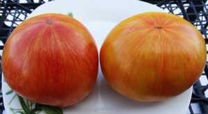 Семена сорта томата Kozula 60 (Козула 60) - Полосатые