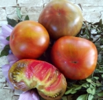 . Kozula 72 (Козула 72, Israeli Striped X Big Zebra)