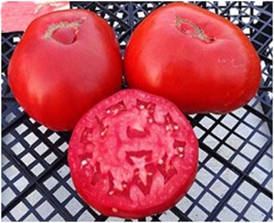 Семена томата сорта Lady (Леди) - Гиганты красные