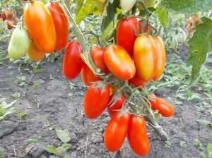 Семена томата сорта Limbaugh (Лимбо) - Длинноплодные