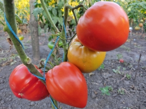 Семена сорта томата Linnie’s Oxheart (Бычье Сердце Линни) - Гиганты сердцевидные 