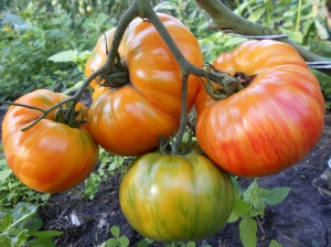 Семена томата сорта Lithium Sunset (Литиевый закат) - Гиганты двуцветные