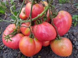 Семена томата сорта Lithuanian Crested Pink (Литовский гребень розовый, Литовский хохлатый розовый) - Гиганты сердцевидные