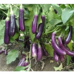. Баклажан Long Violet