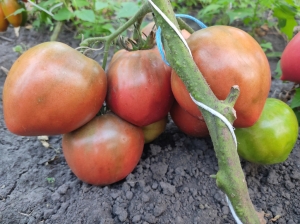 Семена сорта томата Лонгхорн (Longhorn) - Гиганты сердцевидные