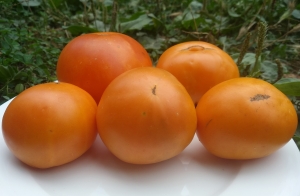 Семена томата сорта Loxton Lad (Парень из Локстона) - Гномы