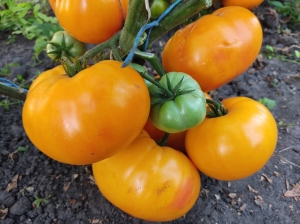 Семена сорта томата Lucky Swirl - Гномы