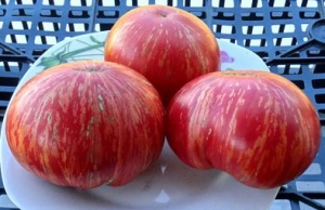 Семена сорта томата Lush Queen (Пышная Королева) - Полосатые