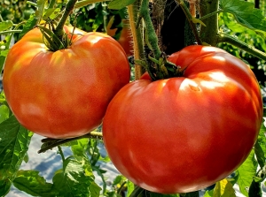 Семена томата сорта Минусинское искушение (Minusinsk's temptation) - Гиганты красные