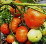 . Dwarf Mahogany (Гном Махагон)