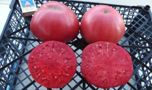 Семена томата сорта Marlowe Charleston (Мэрлоу Чарльстон, Марло Чарльстон) - Гиганты розовые