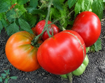 . Marmande Garnier Rouge Big