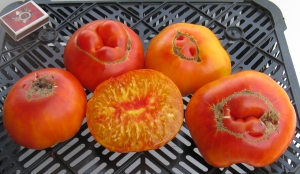 Семена томата сорта Marvel Striped (Полосатое чудо) - Гиганты двуцветные