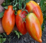 . Marzano Fire (Огонь Марзано) 