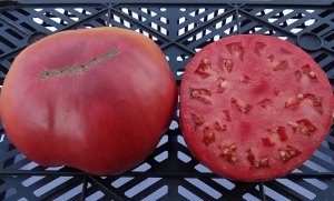 Семена томата сорта McKinley (МакКинли) - Гиганты розовые