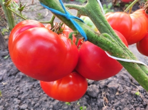 Семена томата сорта Milka's Red Bulgarian (Красный болгарский Милка) - Гиганты красные