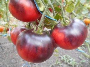 Семена томата сорта Mlle Fouriers (Мадемуазель Фурье) - Среднерослые