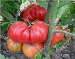 Семена томата сорта Monte Rosa - Гиганты розовые