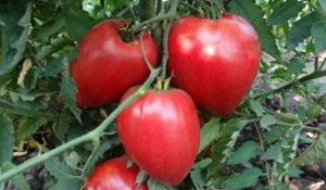 Семена сорта томата Mrs. Schlaubaugh's Famous Strawberry (Знаменитая клубника миссис Шлаубаух) - Гиганты сердцевидные 