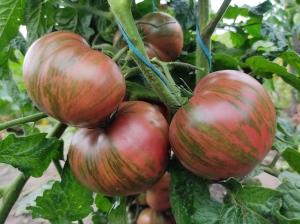 Семена томата сорта Dwarf Noah's Stripes (Гном Полосатый Ноя) - Гномы