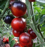 . Ozark Sunset (Озарк закат)