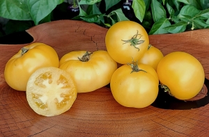 Семена томата сорта Pico's Pride Dwarf (Гном гордость Пико) - Гномы