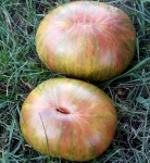 . Pineapple zebra (Ананасная зебра) 