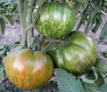 . Pineapple zebra (Ананасная зебра) 