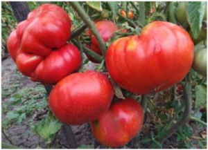  Семена томата сорта Polish Giant (Польский Гигант) - Гиганты розовые